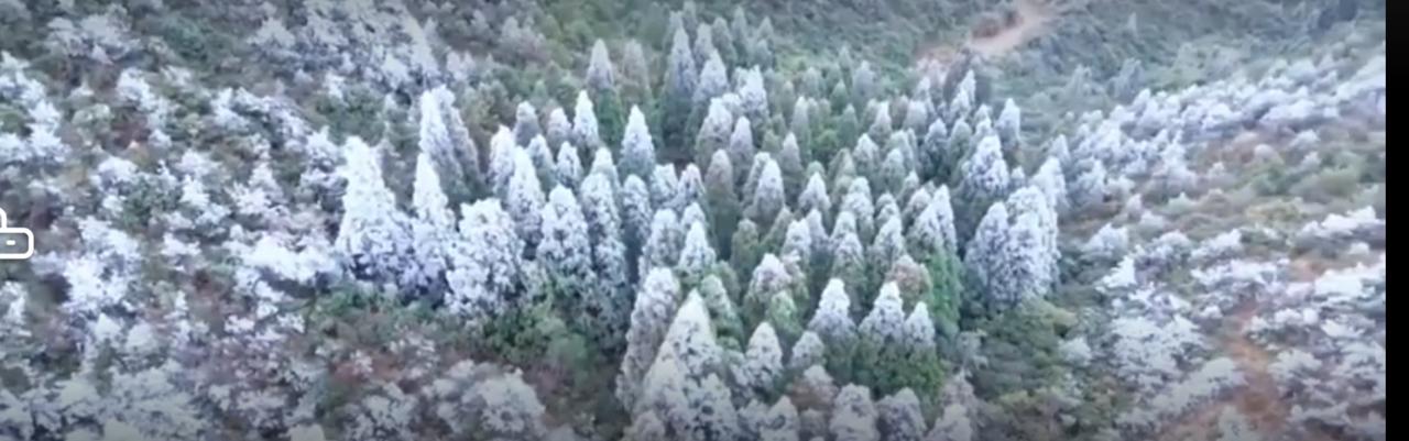 气温骤降，山林间悄然换上了晶莹的冬装。松针裹着冰棱如玉坠悬垂，漫山的林木被霜雪晕