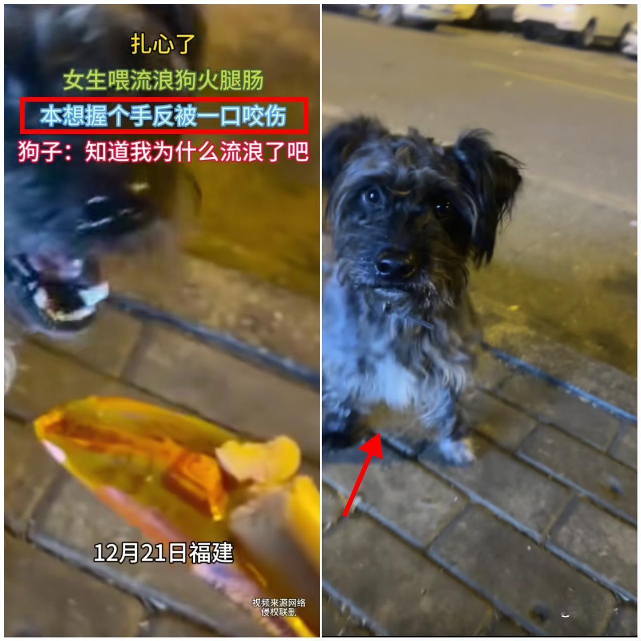 悲剧还是发生了！

好心投喂流浪狗反遭撕咬，这事儿真不是
“狗忘恩负义”那么简单