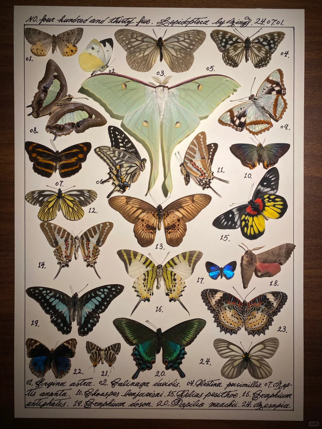 一幅加了大蚕蛾的标本图鉴