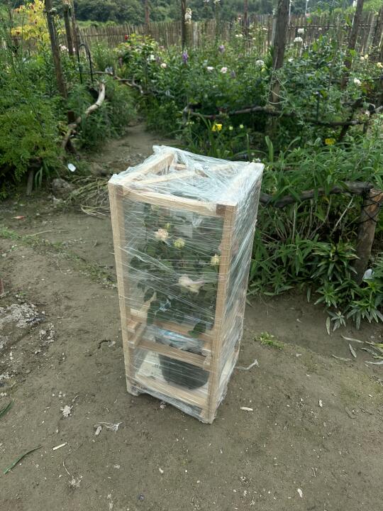 朋友送的月季