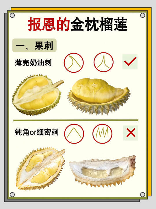榴莲控必看！🔥如何挑选报恩的金枕榴莲