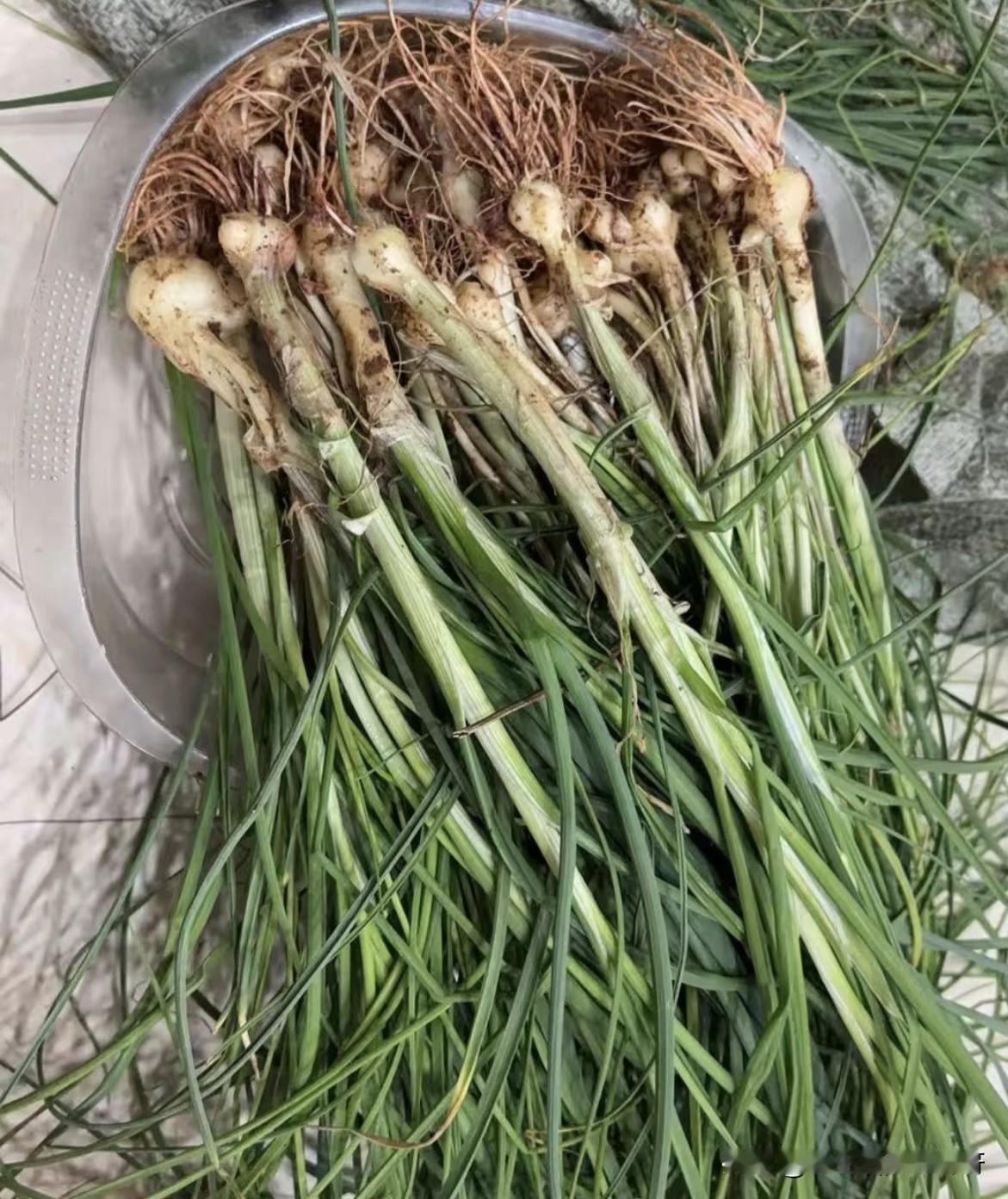 湖北应城，又到了春天挖野菜的季节，好像这阵子应城最多的就是这个野韭了，随便一挖就