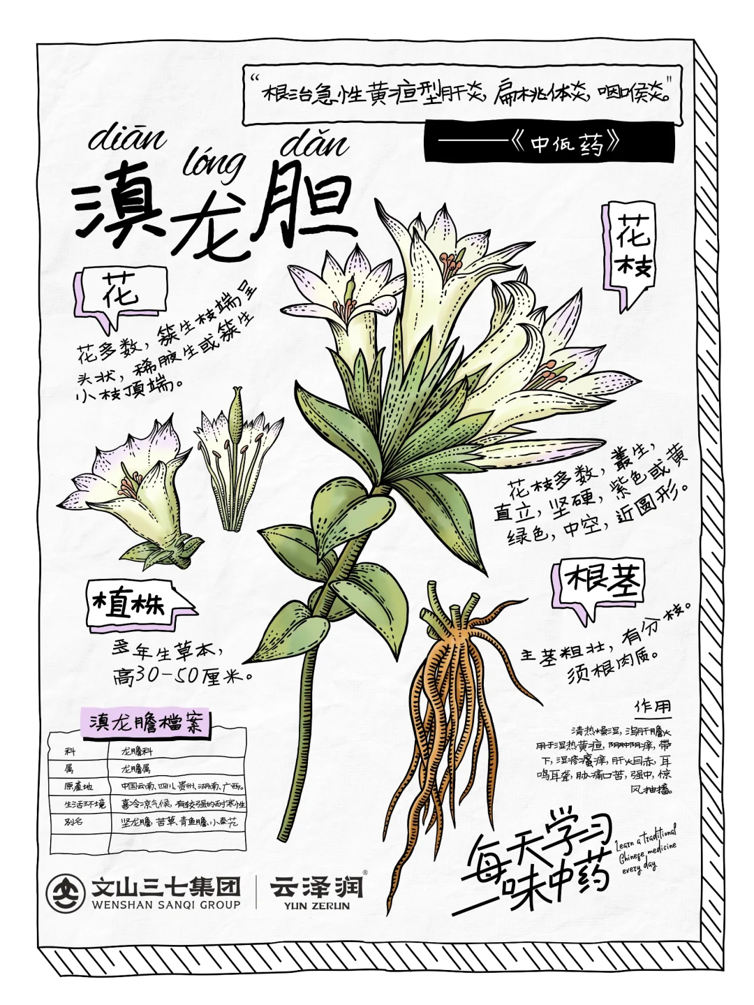 👉🏻每天学习一味中药｜滇龙胆