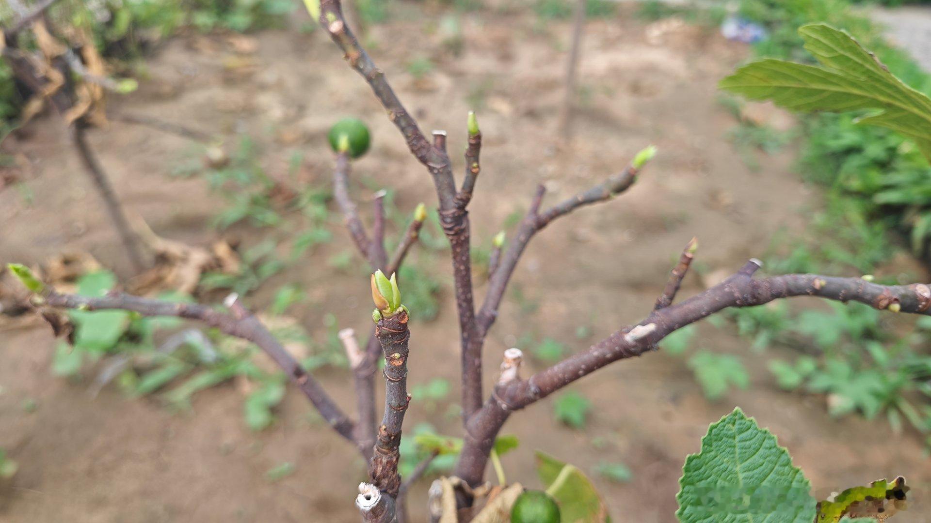 无花果虽然变成了无叶果，但是好消息是新叶子长出来了。最近北京雨水也大，希望我这一