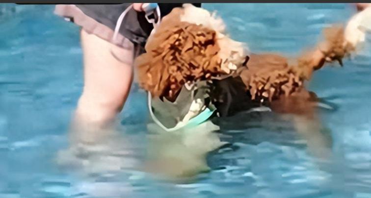 “太不像话了！”海南，一男子到小区游泳池游泳，却发现一名女业主竟然把自家的宠物狗