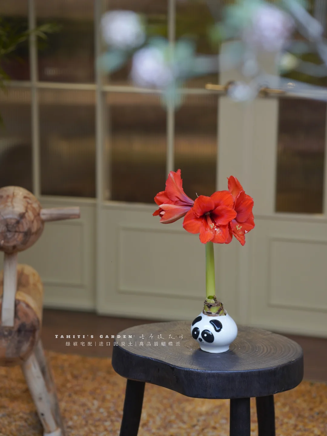 蜡封朱顶红第三个花剑了