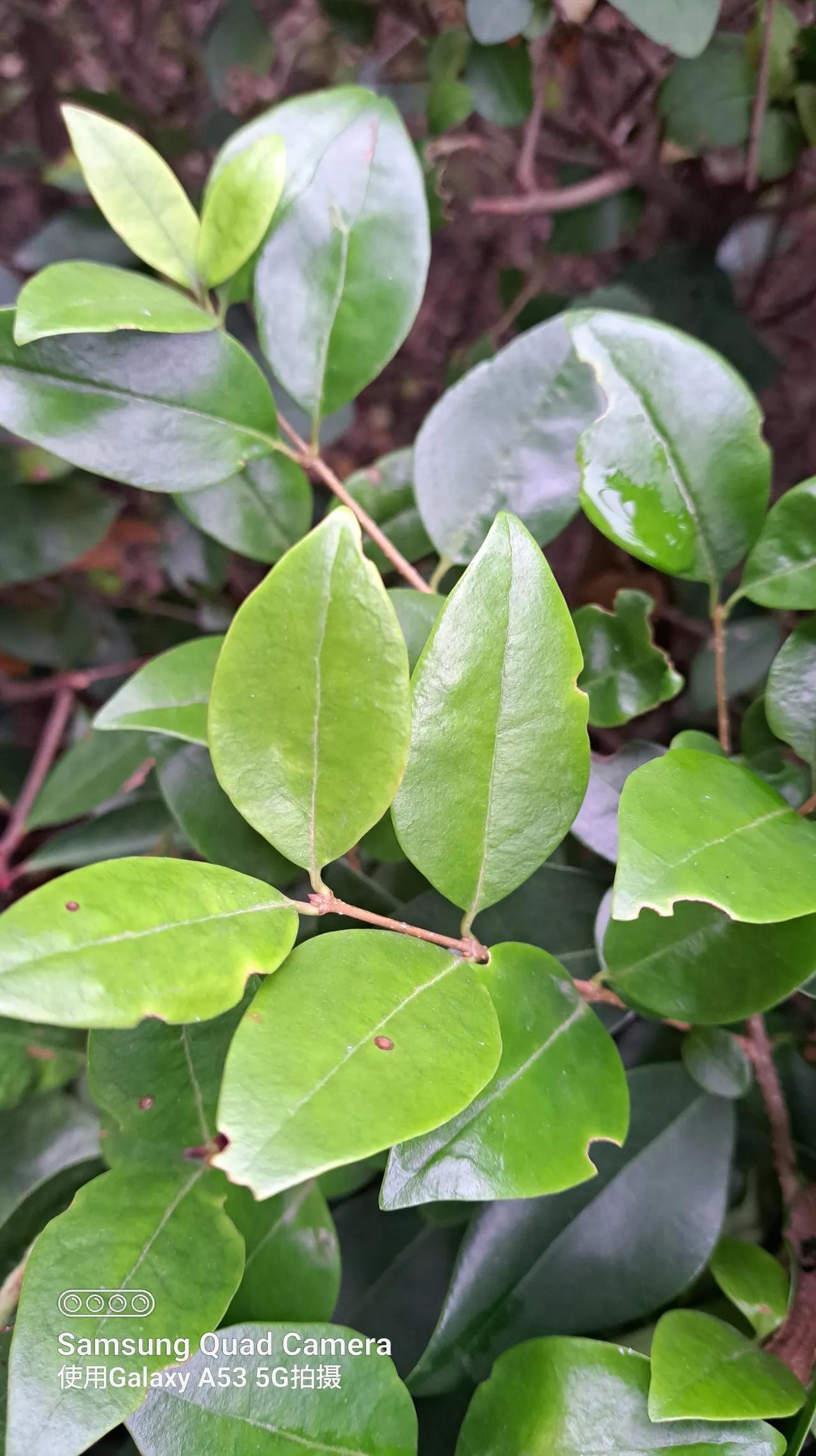 叶子新了，树老了。