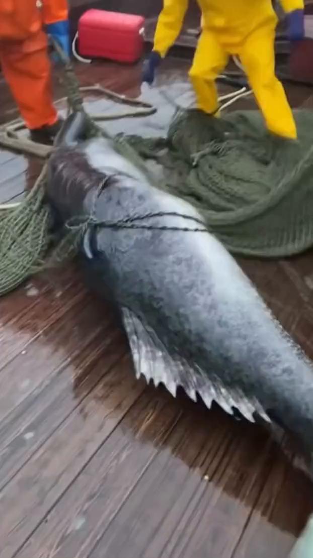 hold it up，keep it down，twisting watch t