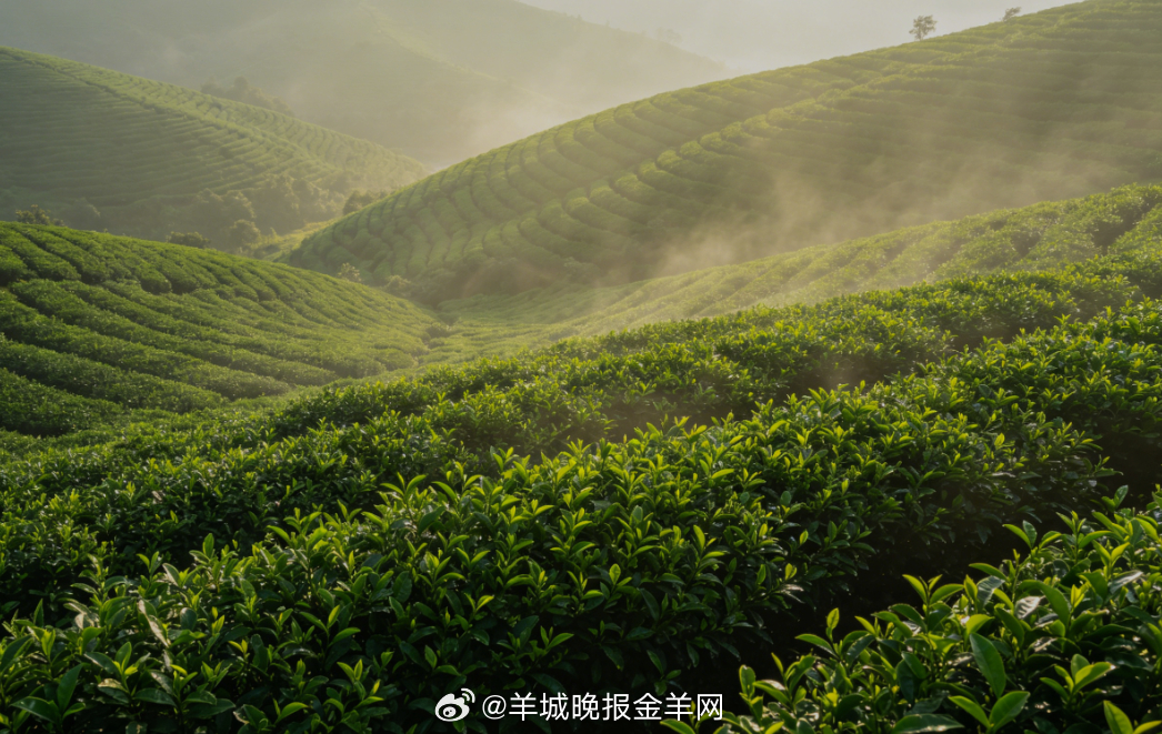 #早安# 晨光轻洒山间茶园，绿意层层叠叠，清风裹着淡淡的茶香拂面而来。漫步茶田之