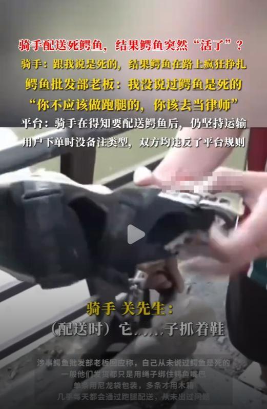 近日广州的关先生做跑腿任务是接了一单26元送鳄鱼的任务，据了解关先生说商家说鳄鱼