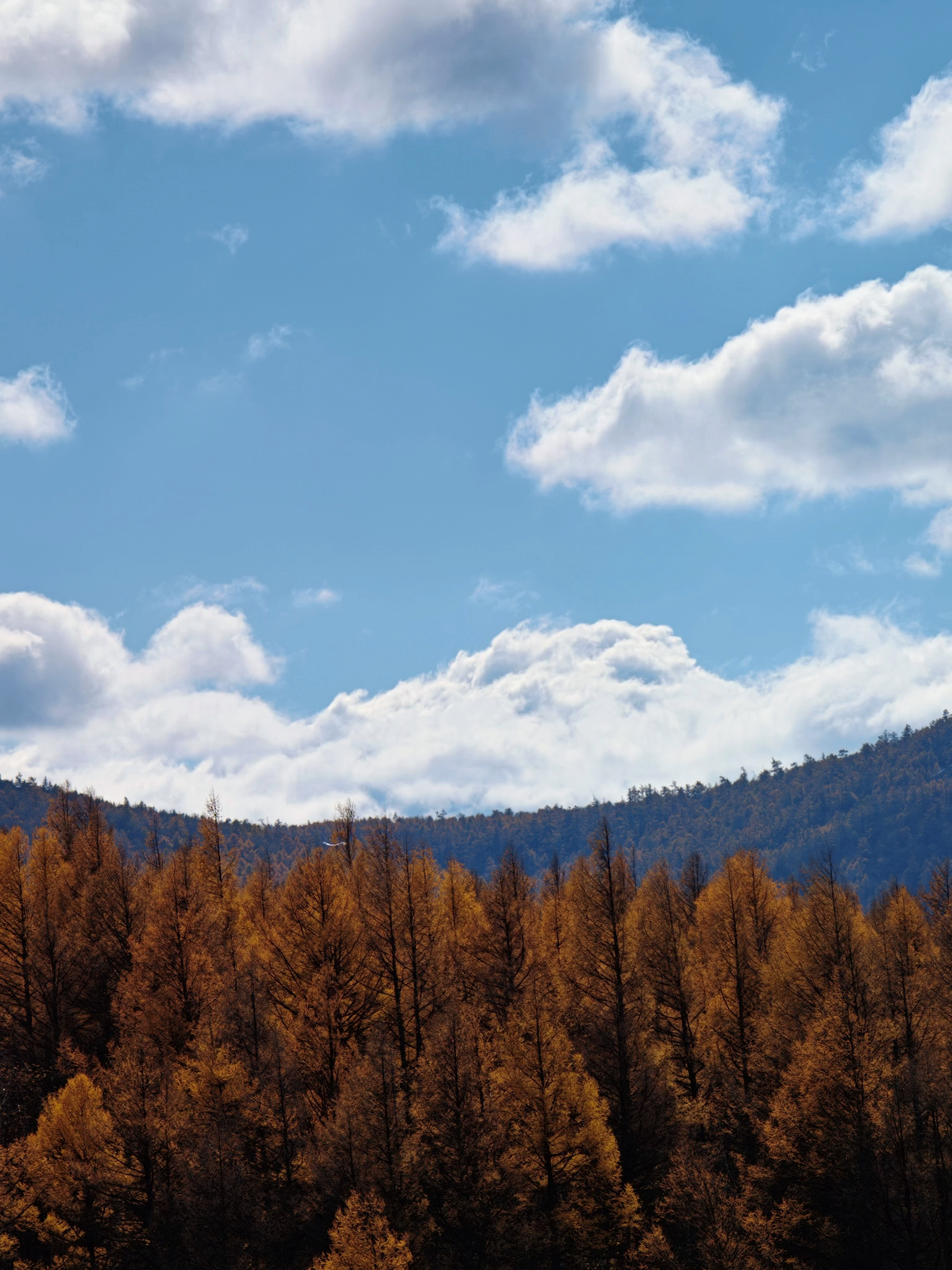 抓住阿尔山秋天的小尾巴🍂～  ​​​