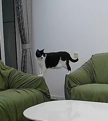 “肚子流下来了！”daily奶牛猫 （投稿：） 