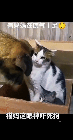 就猫妈妈这个眼神，狗子根本不敢下嘴