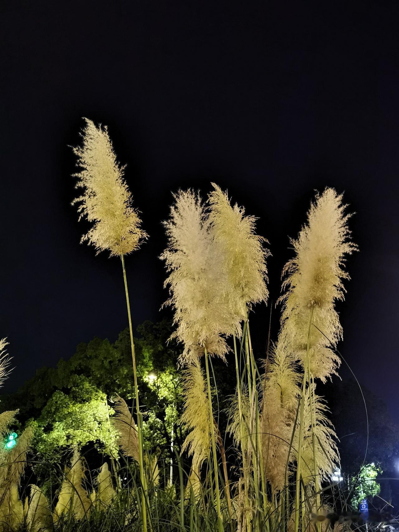 夏夜里的芦苇，苦夏中的诗意。

宁波连日的高温，硬是把人都逼成了昼伏夜出的夜行动