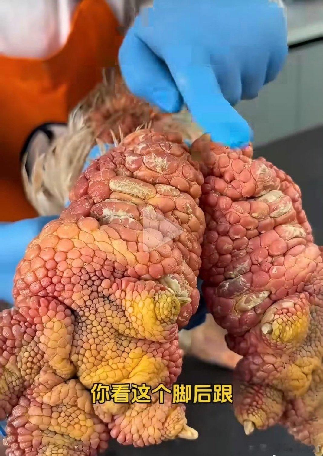 第一次对鸡爪毫无欲望乔任梁父亲烹制越南东涛鸡爪的视频走红，粗大褶皱的鸡爪外形冲击