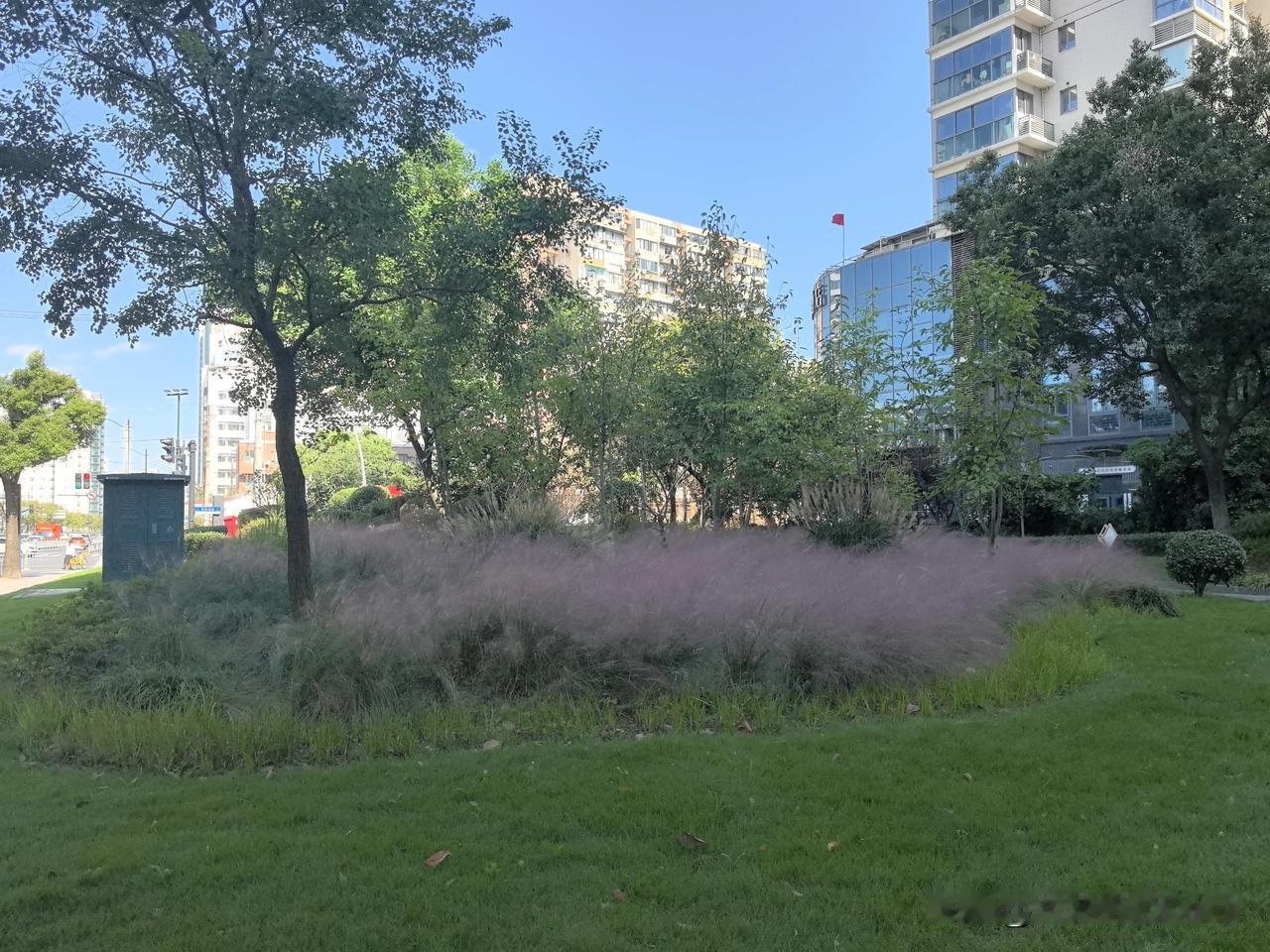 街角粉黛，秋日柔情😄
江浦路与周家嘴路的路口，藏着一处小风景。路口的绿地健身苑
