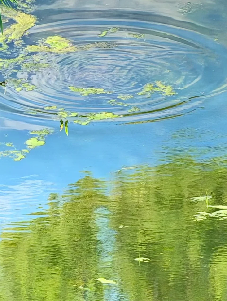 早上起来，杨树摇曳，水波粼粼🍃