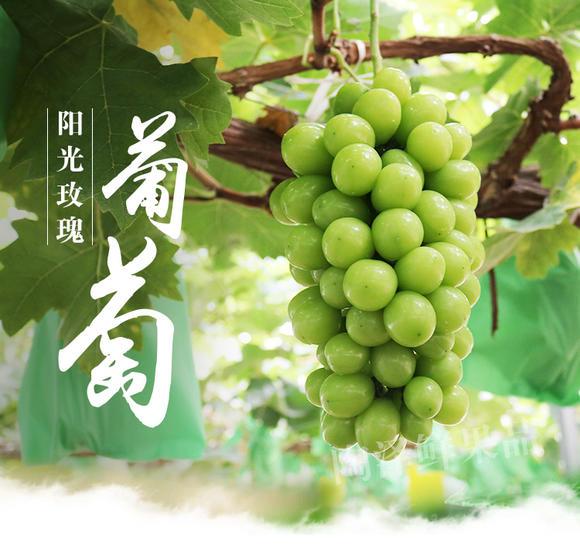从300元/斤到10元3斤！阳光玫瑰价格十年暴跌图，揭秘“贵族水果”跌落真相
 