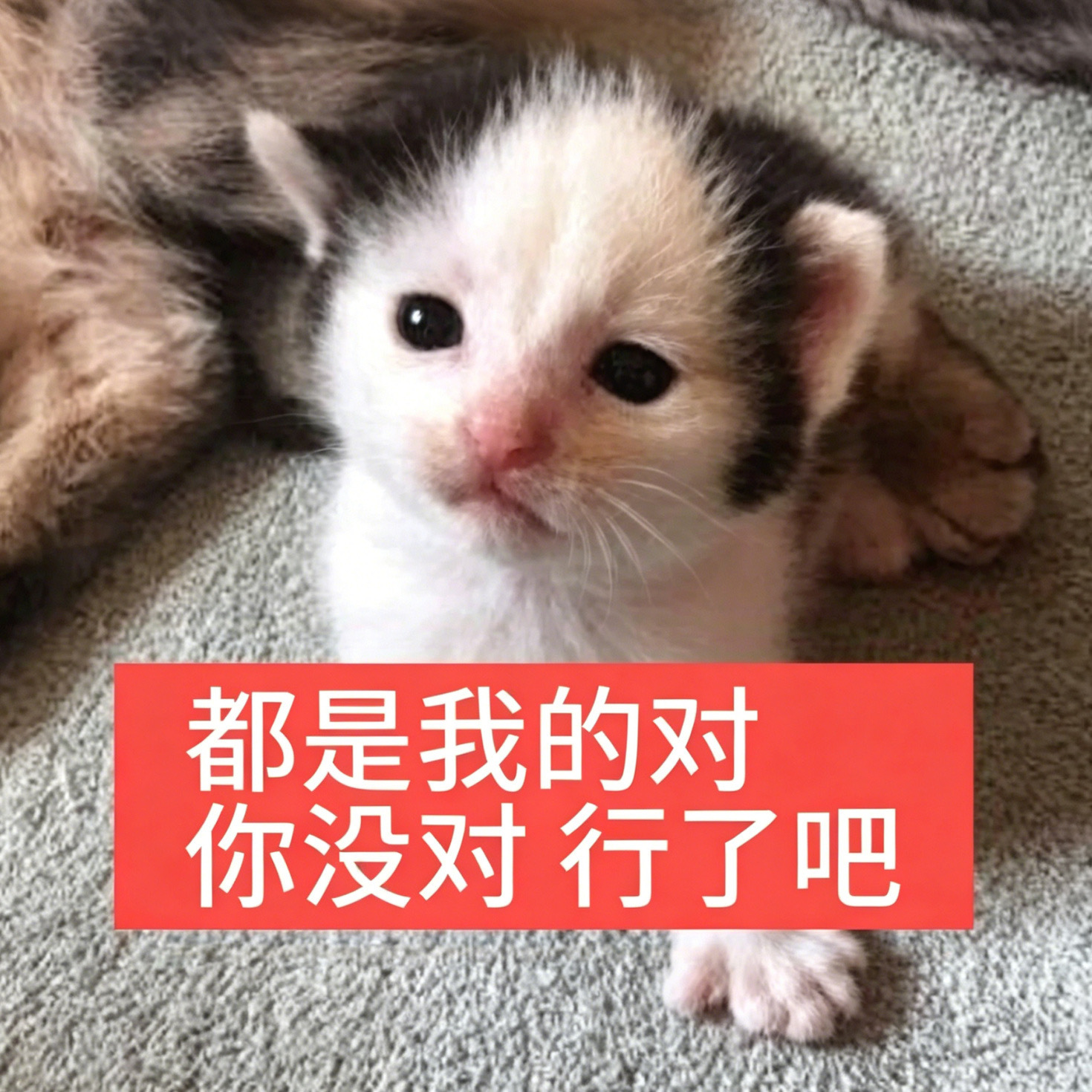 中年人的叛逆是换掉燃油车活久见合资要颠覆合资燃油SUV东风日产NX8 日常通勤纯