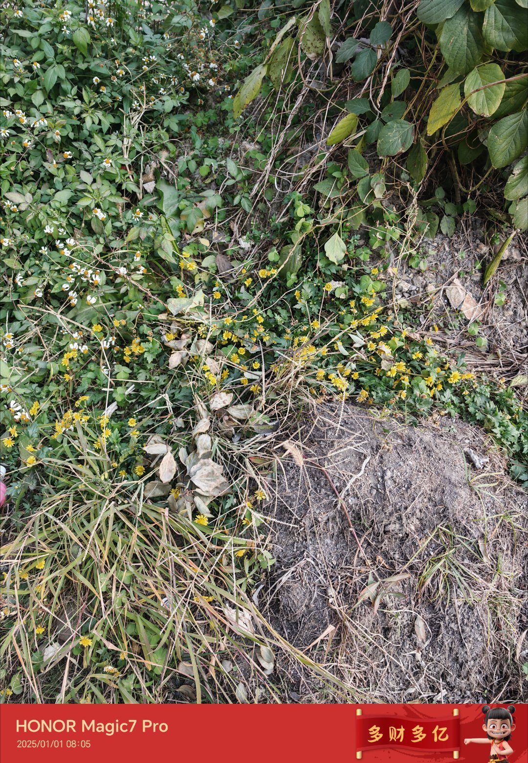 野菊花赶脚现在不多见了，生长于野外不起眼的地方，哪怕是环境不好，也能逆境生长。看