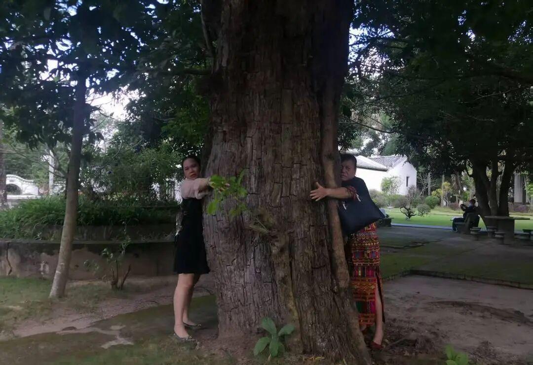 海南，一女子的种了一颗价值207万的百年重阳树，却在夜里被人连根拔走，女子赶紧报