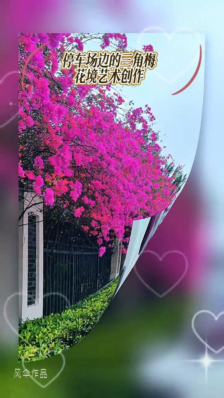 停车场边的三角梅。
花境艺术创作。
风伞作品。
场边的三角梅。微风拂过你的脸颊，