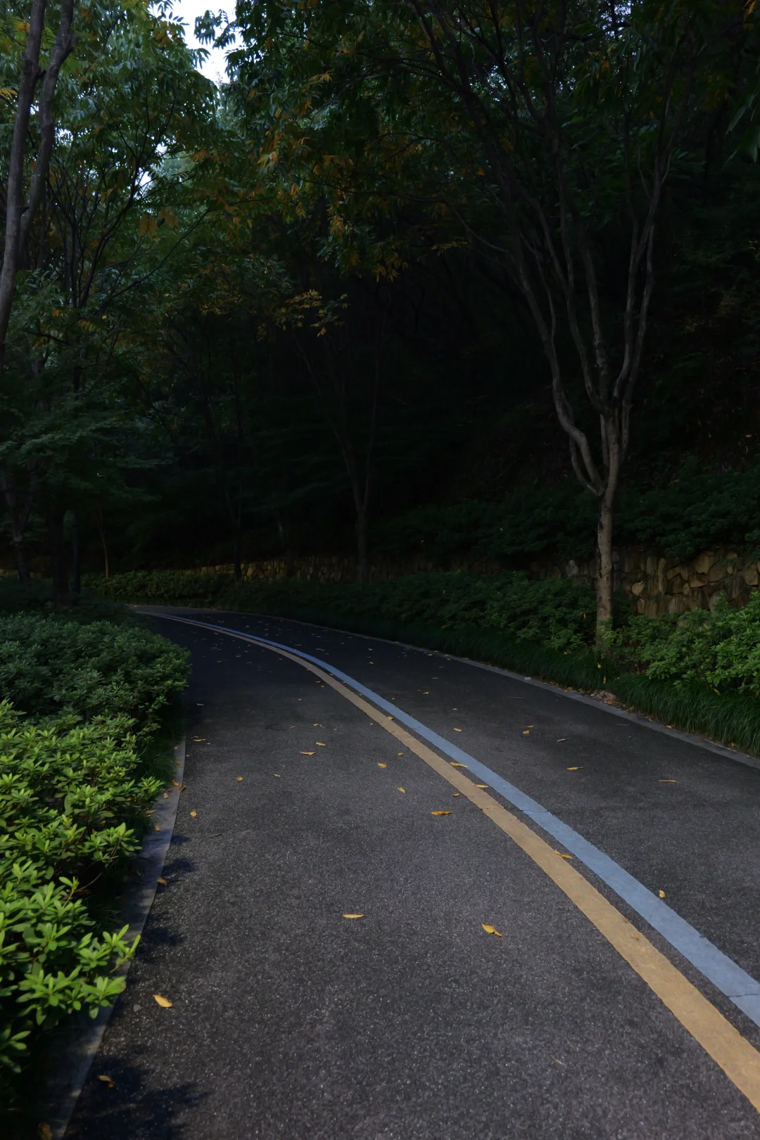 走在森林里，抬头下起了金黄的叶子🍁