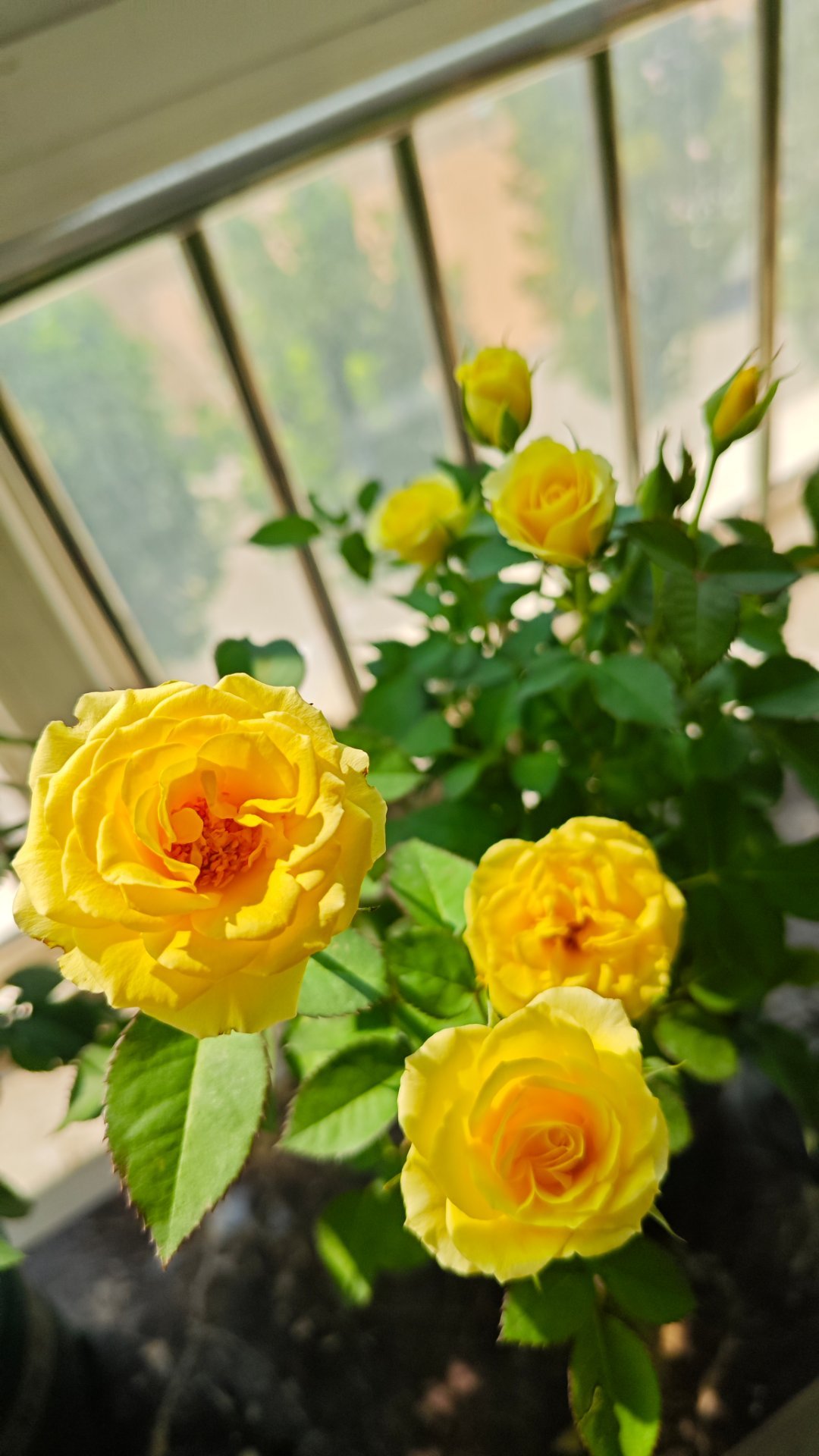 我今天心情挺好，不知道是不是干掉销毁15盆月季的原因。（图片里的全销毁了！） 