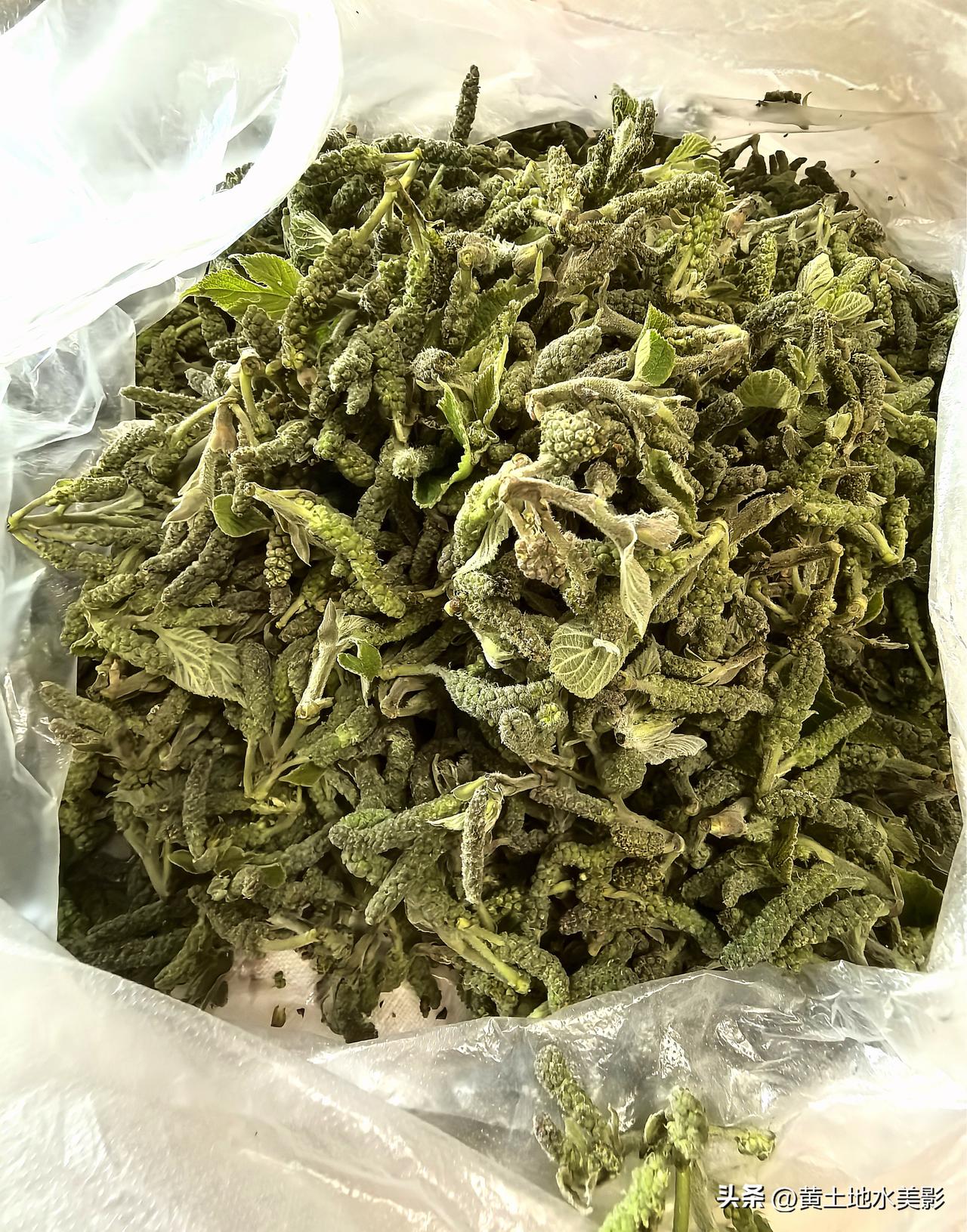 分享我这周有趣的事：清明假期，采摘春天里的特色野菜构树穗，这种酷似毛毛虫的野菜你