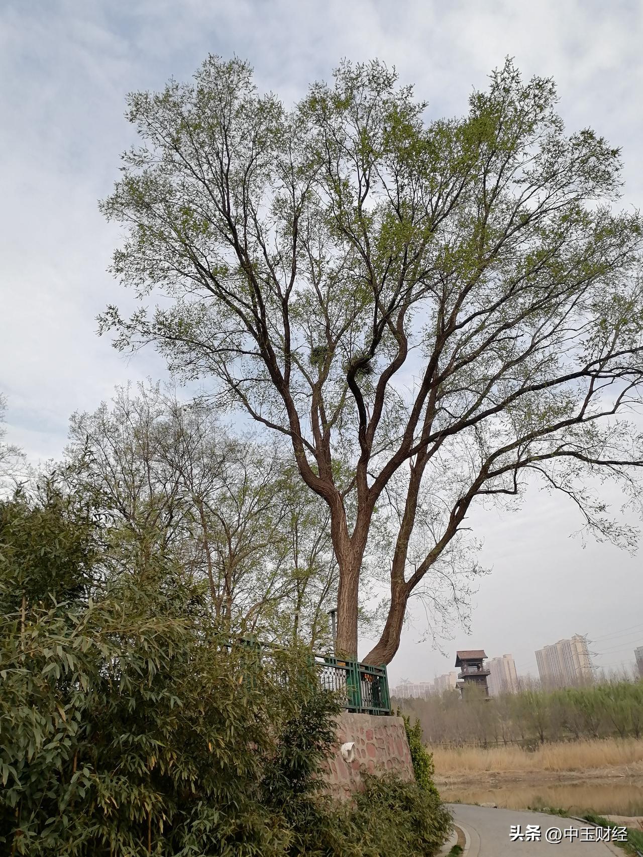 分享一张你手机里的树这棵树屹立在湖边，像一个身材硕大的将军一样守护着湖岸。最有意