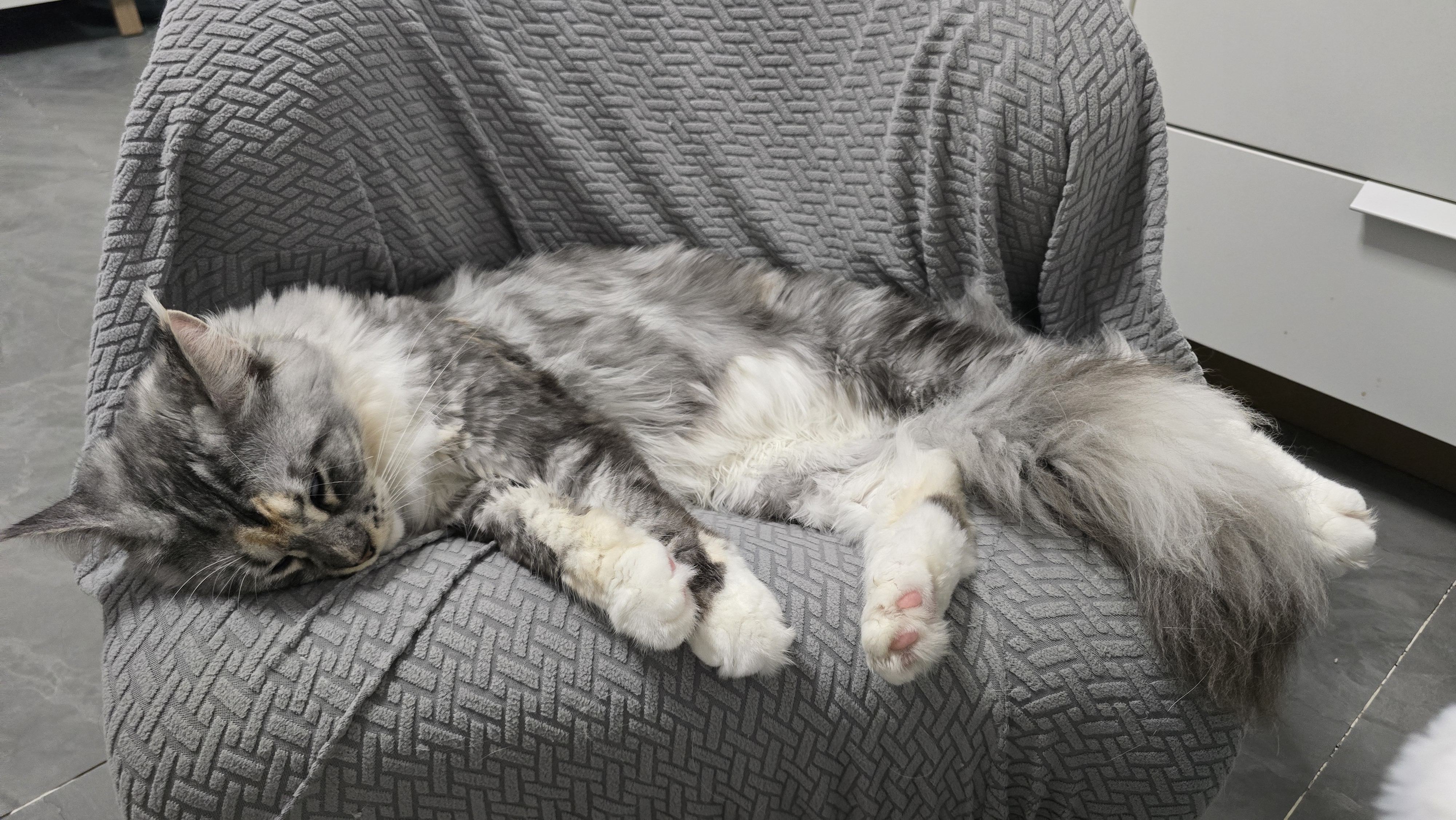 变成小猫咪的沙发了 ​​​
