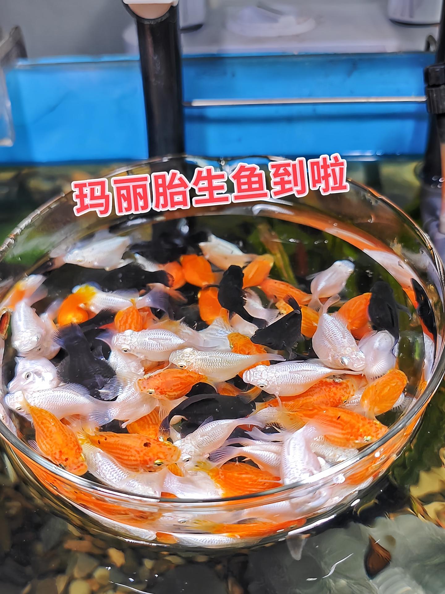 必看！玛丽球鱼，小缸也能养出大精彩。想给单调的家居添点灵动色彩？玛丽球...