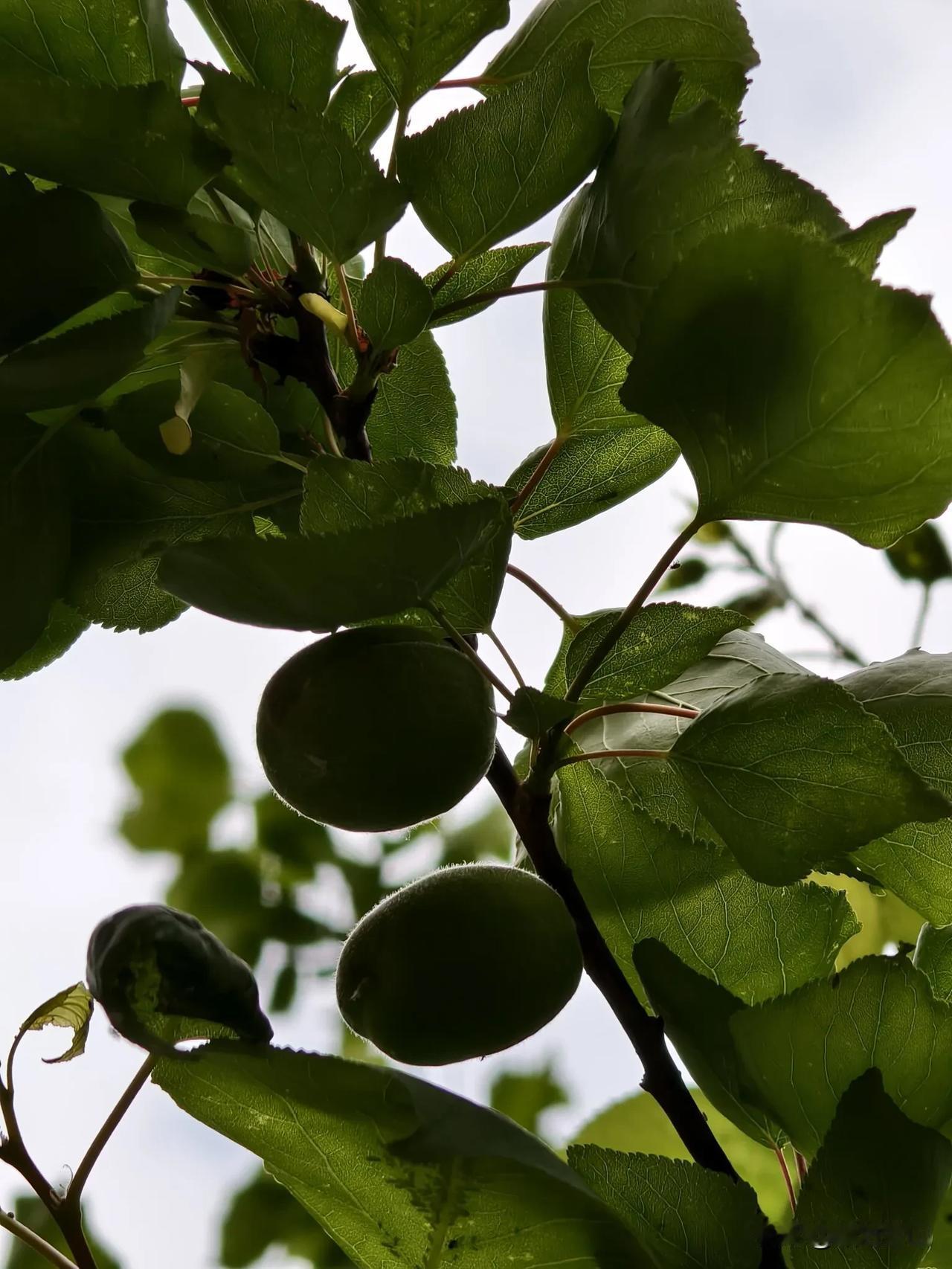 看来俺就是那富贵命
风吹不得
雨淋不得
还累不得

都啥时候
啥温度了
暮春时节