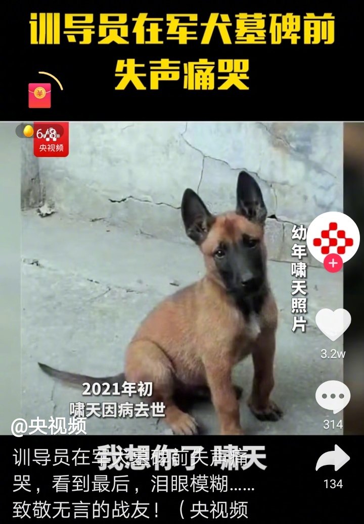 名为哮天犬的军犬在2021年初因病去世。在世时在训导员的带领下，获得军犬某项比赛