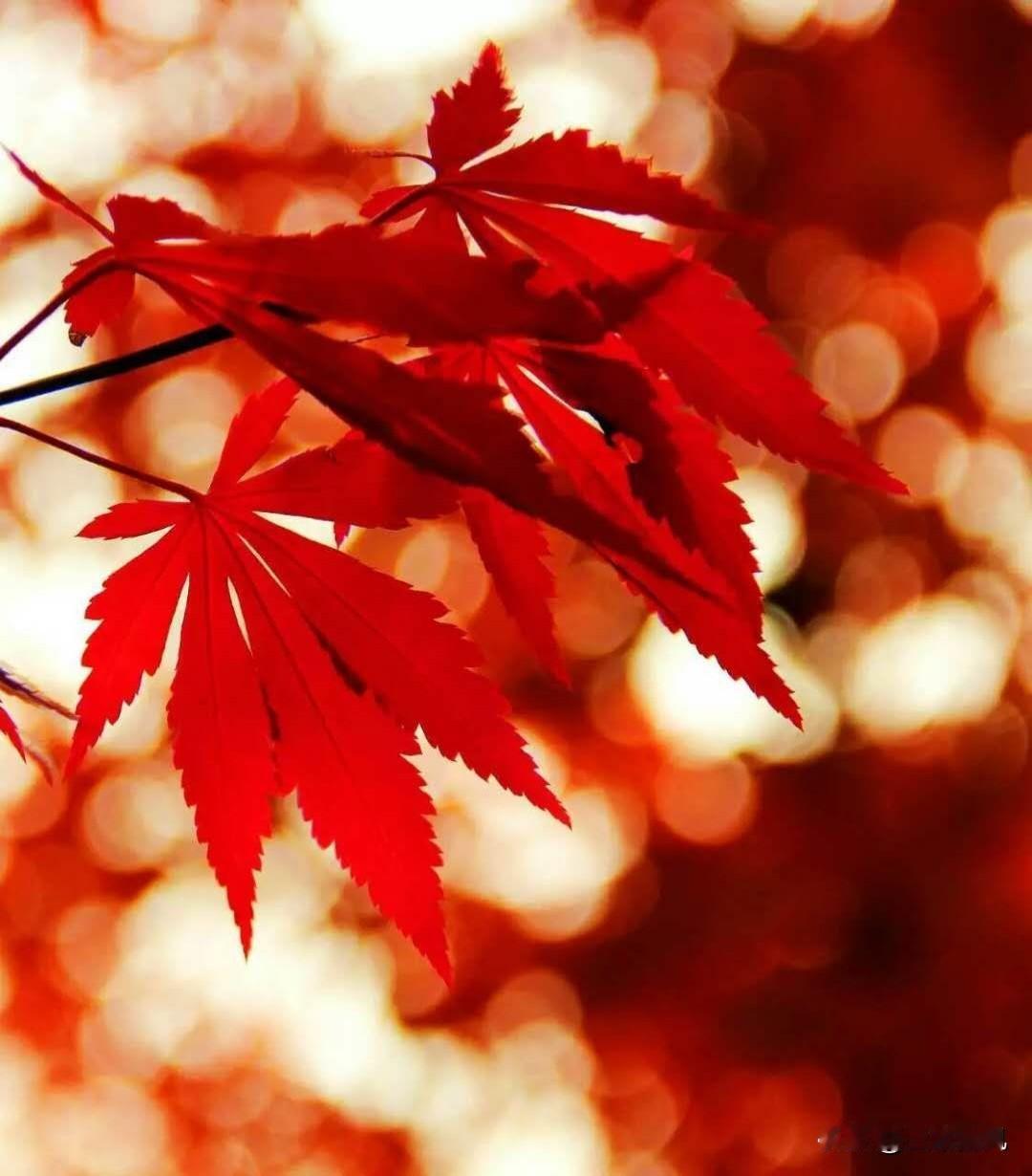 览色
霜染层林叠华章，
残绿犹凝旧时光。
枫燃赤焰橙黄缀，
粉萼偷留蕴暗香。
漫