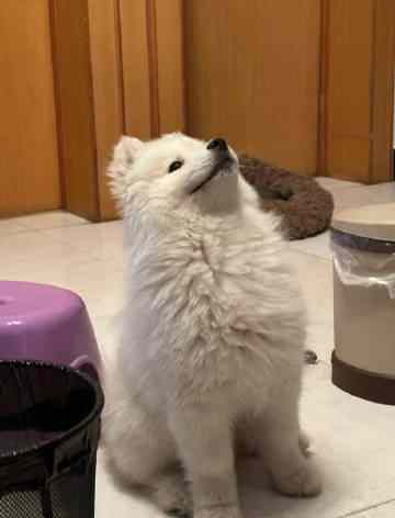 期末考试考了60分的萨摩耶和考了99分的边牧 