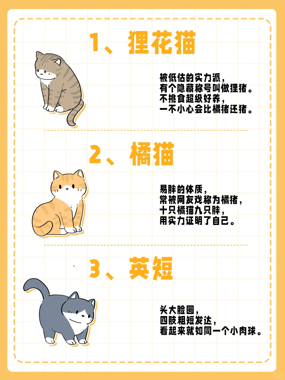 盘点！5种最容易胖的猫