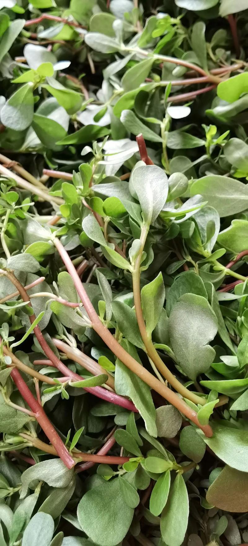 马齿苋立大功！澳门大学的最新研究成果，为心血管健康防护带来了天然新希望——其含有