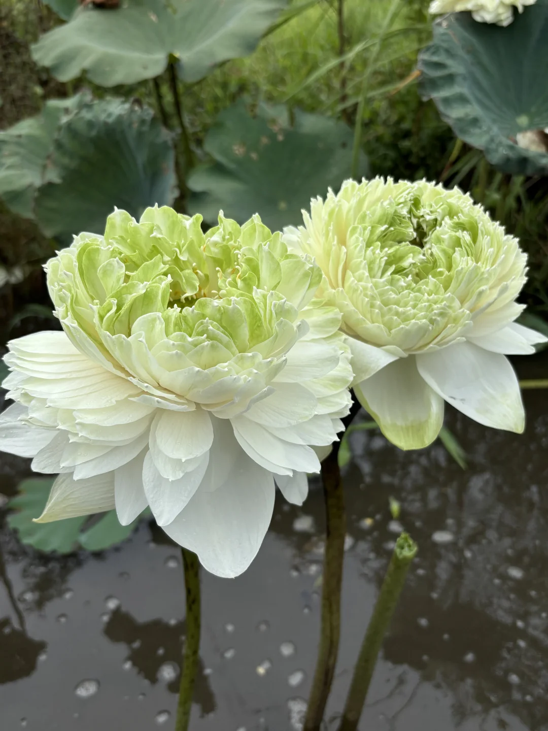 荷花 至高无上