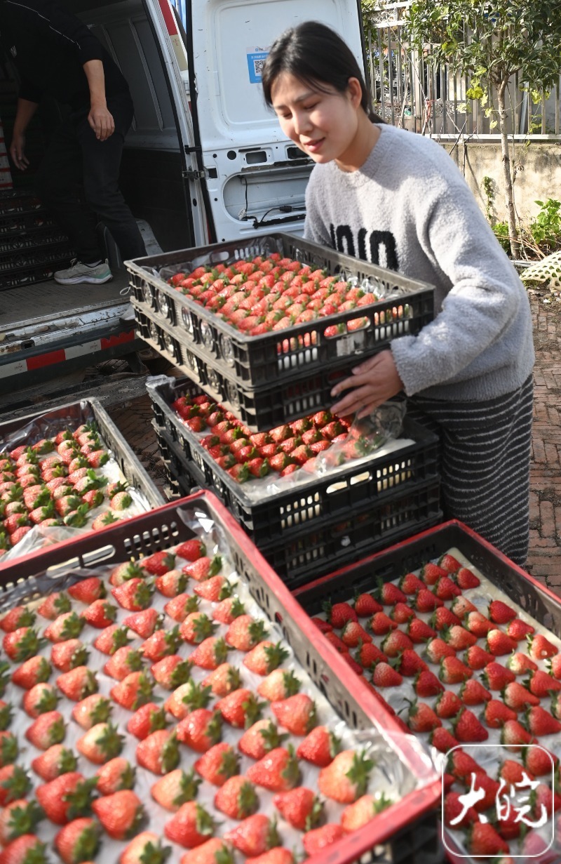临泉县第三届草莓节将甜蜜启幕