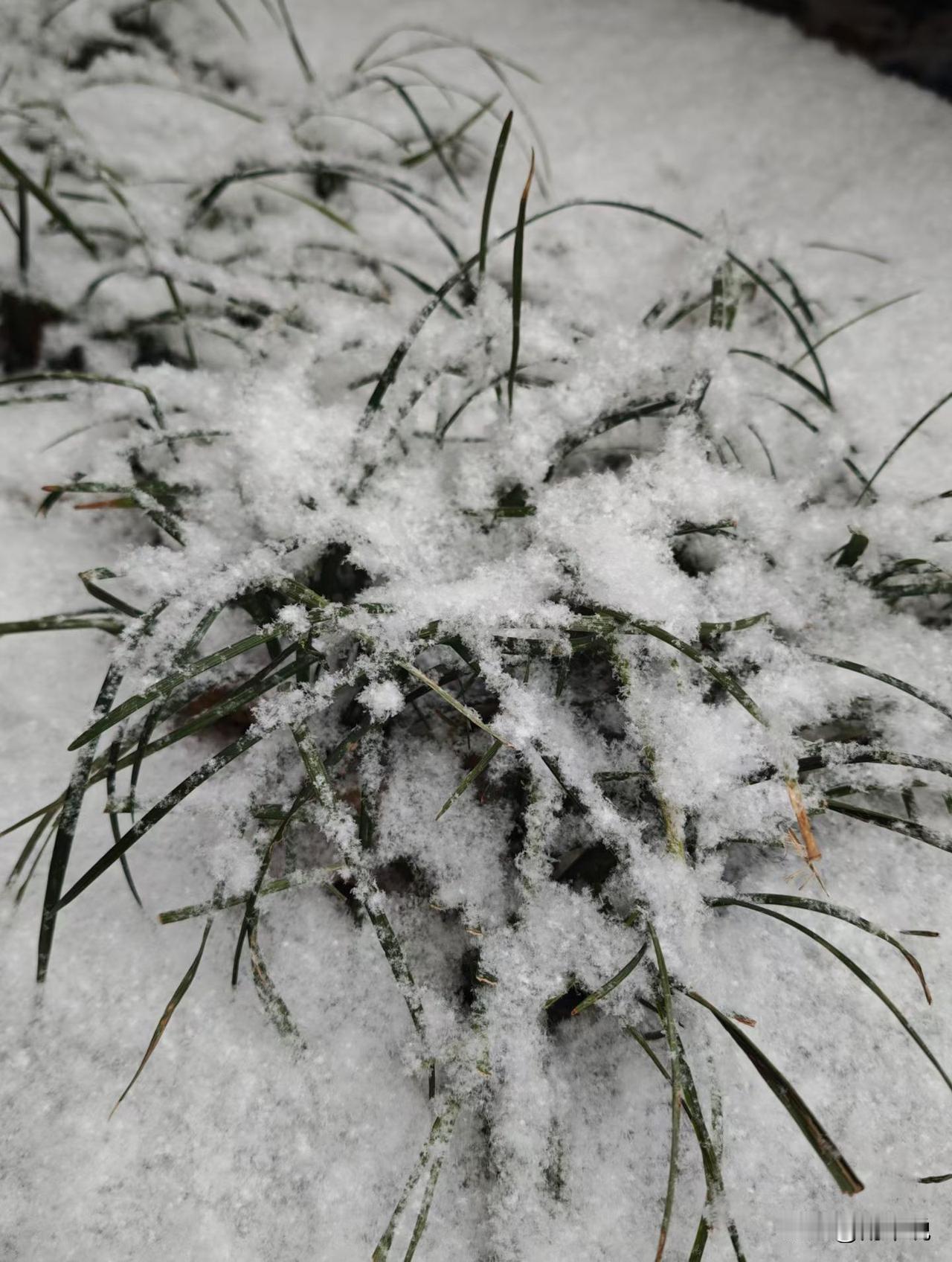 晒图笔记大赛立春都过三天了，谁能想到暴雪会突然杀过来！天气预报半点没提，清晨推开