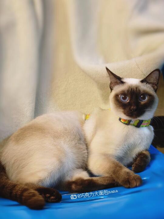 奶咖色的小猫咪