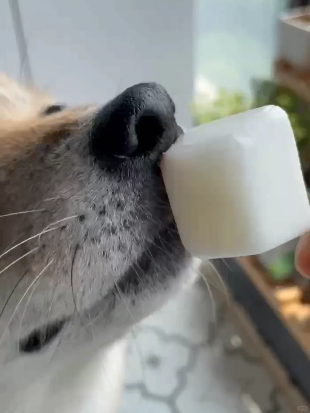 热热热热🥵舔冰棍