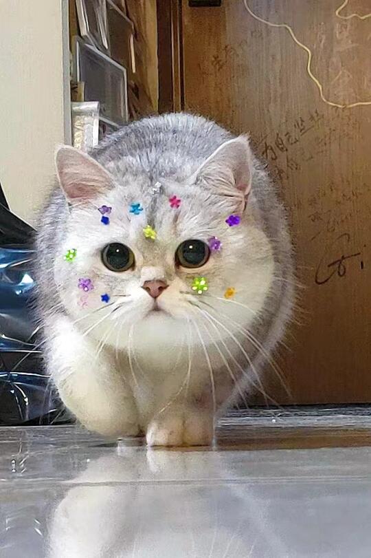 猫咪干饭不积极怎么办？？