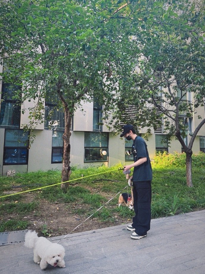 严浩翔一人遛三只狗严浩翔的一些治愈时光 严浩翔一人遛三只狗的治愈时光来啦，谁懂这