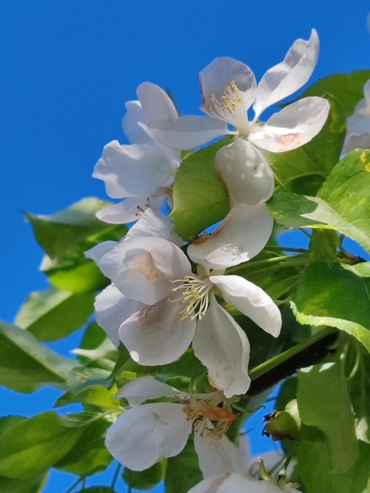 晒图笔记大赛春天的随手拍。