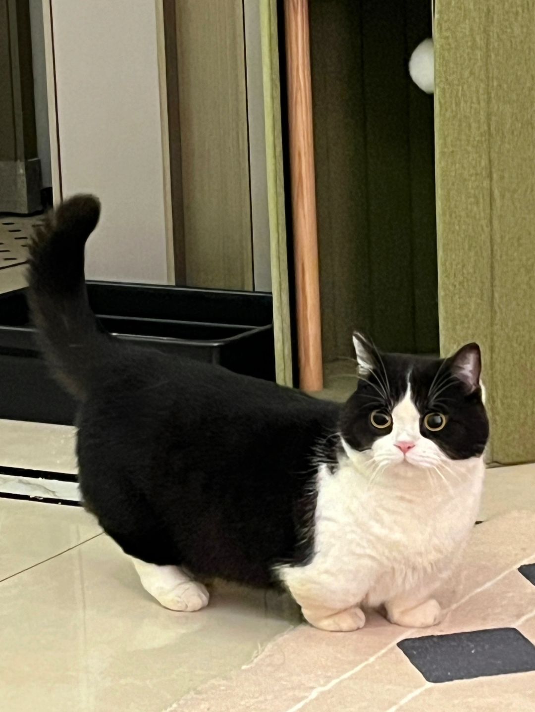 底盘超低的奶牛猫!!