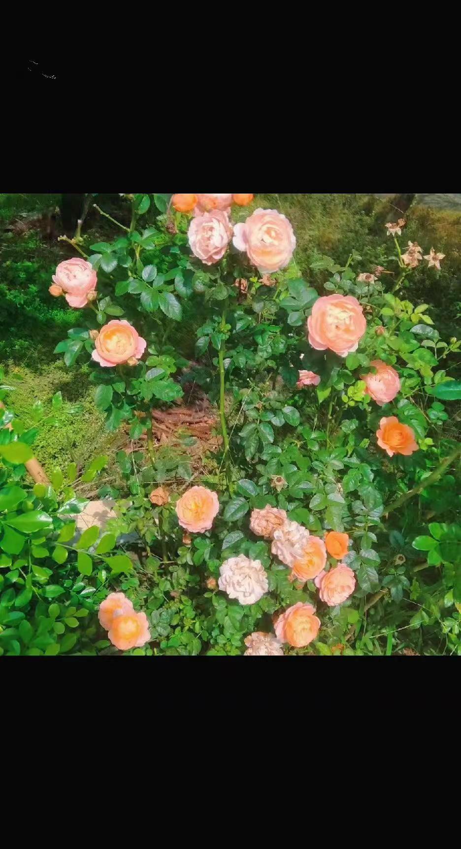 月季花是一种独特的存在 月季的生命力 镜头下的月季太绝了
