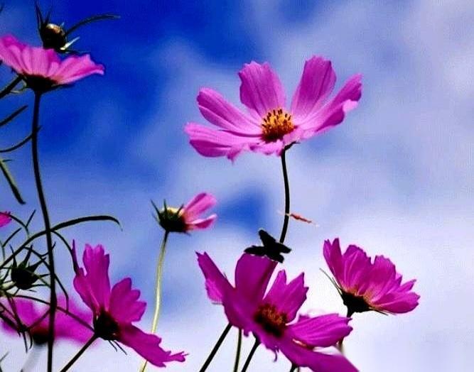 脑子说：大盘不好，管住手！
手说：不，你想。你看这个，跳水了，是个坑！快，埋伏进