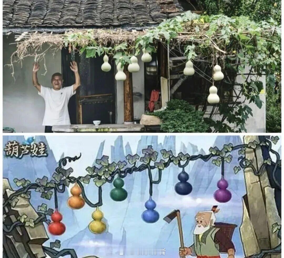 葫芦娃爷爷隔壁咖啡店挂了7个葫芦绍兴“葫芦娃爷爷”被游客骚扰到剪下真葫芦求清净，